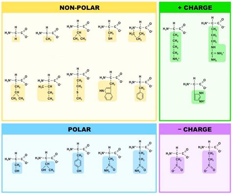 amino acid quizlet